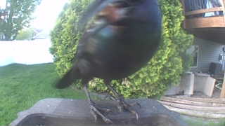 common grackle