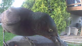 common grackle