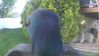 common grackle