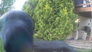common grackle