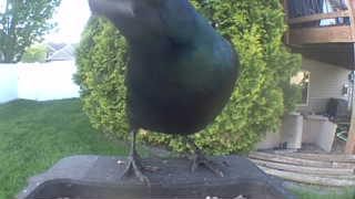 common grackle