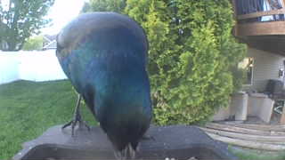 common grackle