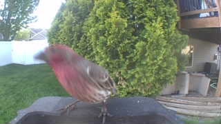 house finch