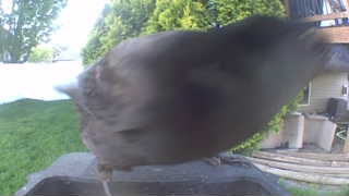european starling