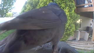 common grackle