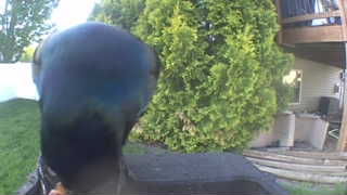 common grackle