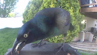 common grackle