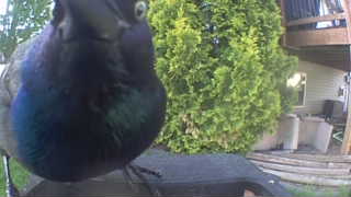 common grackle