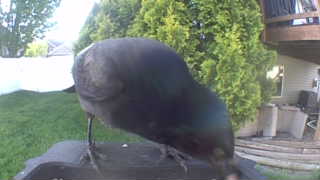 common grackle