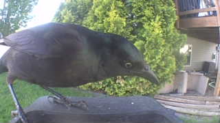 common grackle