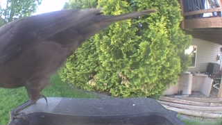 american crow