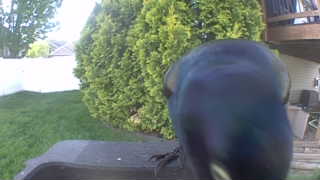 common grackle