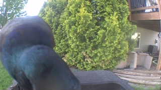 common grackle