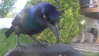 common grackle