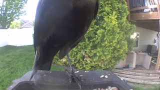 american crow
