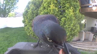 common grackle