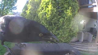 common grackle