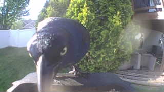 american crow