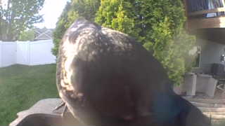 american crow