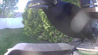 common grackle