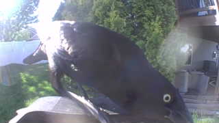 american crow