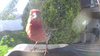 house finch