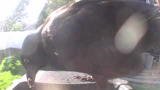 american crow
