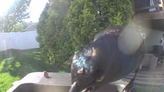 european starling