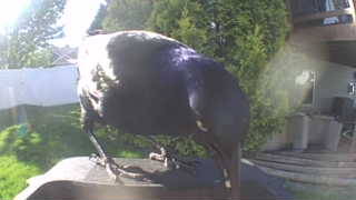 common raven