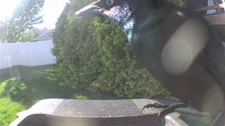black-billed magpie