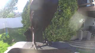common raven