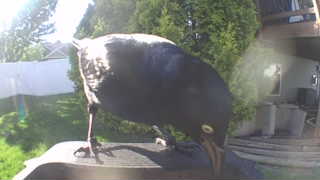 common grackle