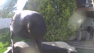 american crow
