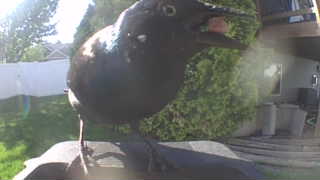 common grackle