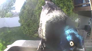common grackle