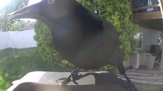 common grackle