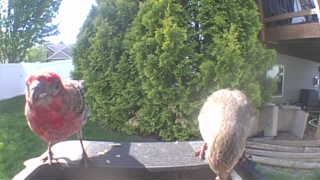 purple finch