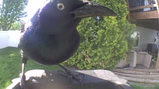 american crow
