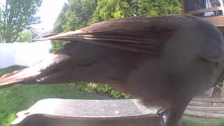 common grackle