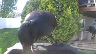 common grackle