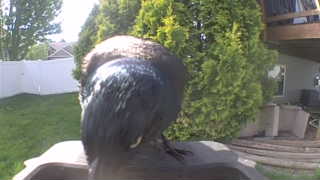 common grackle