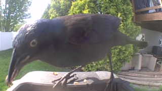 common grackle