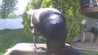 common grackle