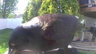 american crow