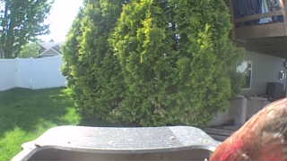house finch