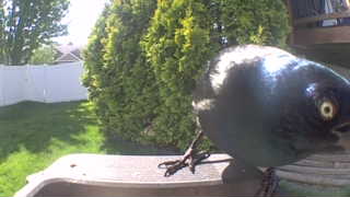 common grackle
