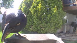 black-billed magpie