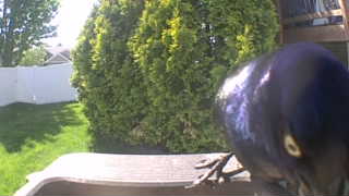 common grackle
