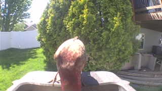 red-tailed hawk