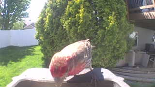house finch